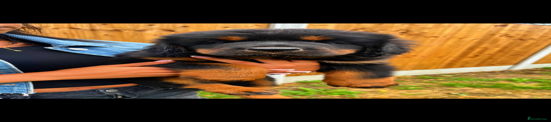 Tibetan Mastiff Puppy 2
