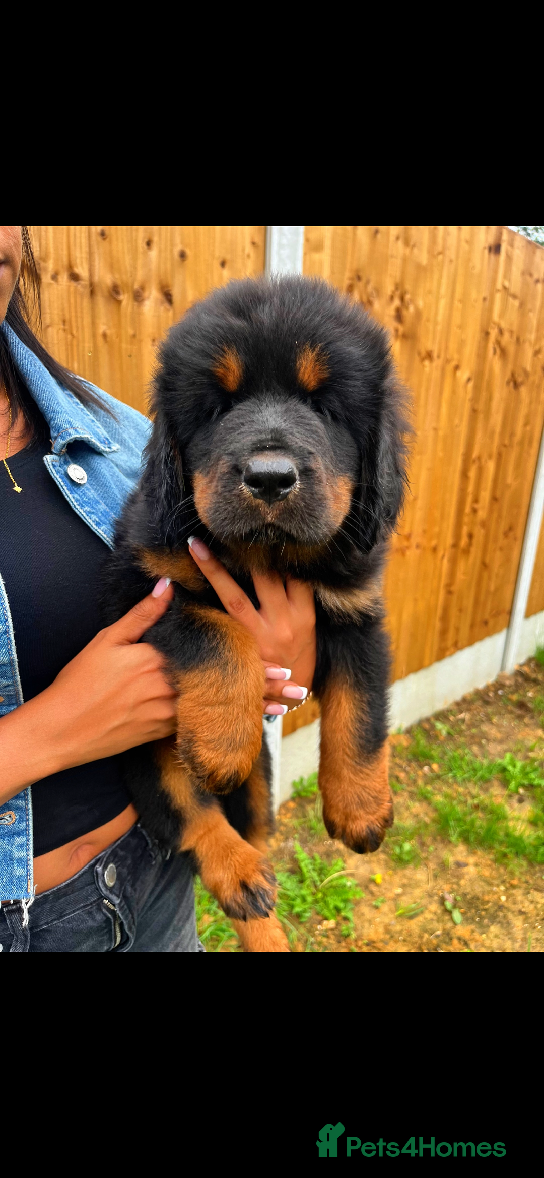 Tibetan Mastiff dogs for sale: 6 Tibetan Mastiff Puppies - Image 1