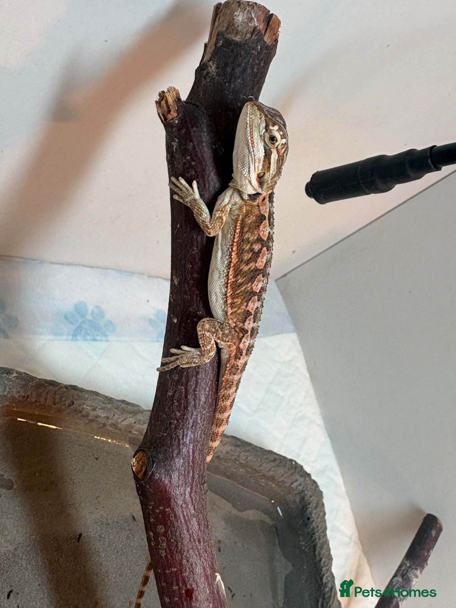 Bearded Dragon reptiles 🦎 Beautiful bearded dragons 🐉  - Advert 2
