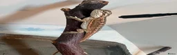 Bearded Dragon reptiles for sale: 🦎 Beautiful bearded dragons 🐉  - Advert 2