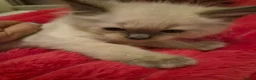 Ragdoll cats for sale: 6x purebred blue, lilac and lynx ragdoll kittens - Advert 21