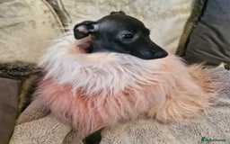 Italian Greyhound dogs for sale: KC reg  Italian greyhound puppies  - Image 15