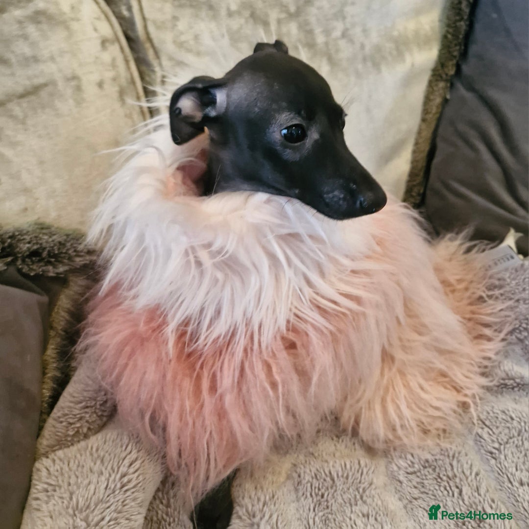 Italian Greyhound dogs for sale: KC reg  Italian greyhound puppies  - Image 15