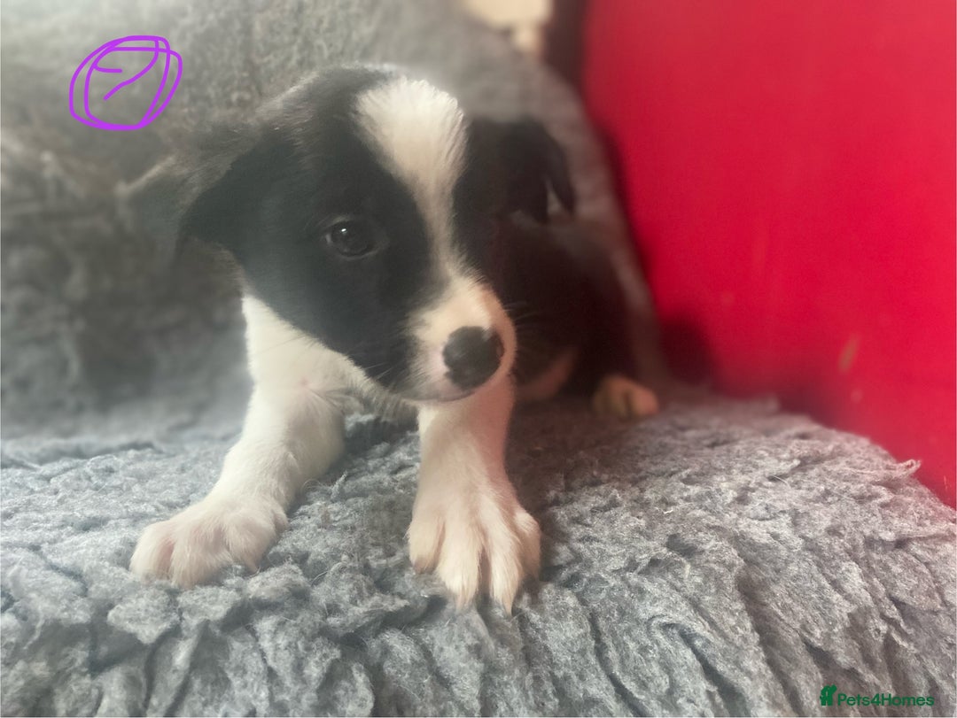 Border Collie dogs for sale: Border collies  - Image 10
