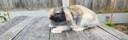 Mini Lop rabbits for sale: Mini Lop bunnies Pure Breed  - Advert 20
