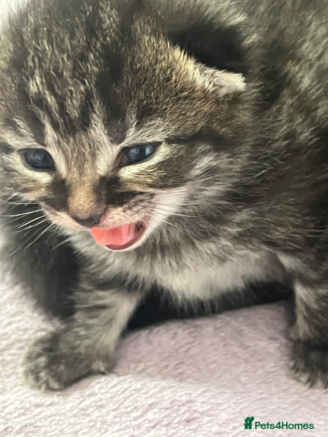 British Shorthair cats for sale: Lovely kittens - Image 1