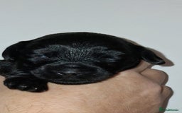 Mixed Breed dogs for sale: 3 beautiful boy yorkipoos   - Image 1