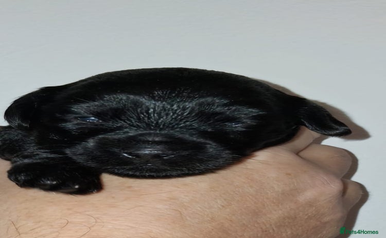 Mixed Breed dogs - Advert 1