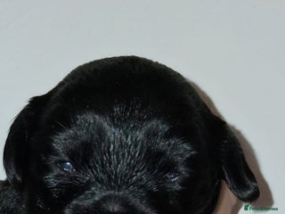 Mixed Breed dogs for sale - Advert 1