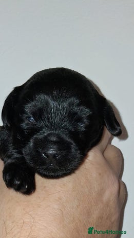 Mixed Breed dogs - Advert 1