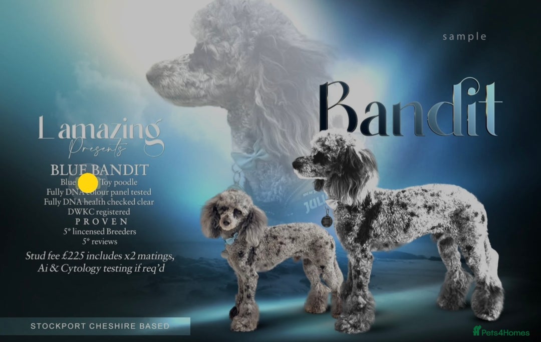 Cockapoo dogs for sale: Rare stunning American miniature teddy cockapoos  - Image 20