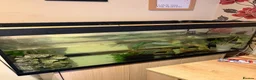 Axolotl reptiles for sale: Axolotl and 200l tank  in Chatteris - Advert 2