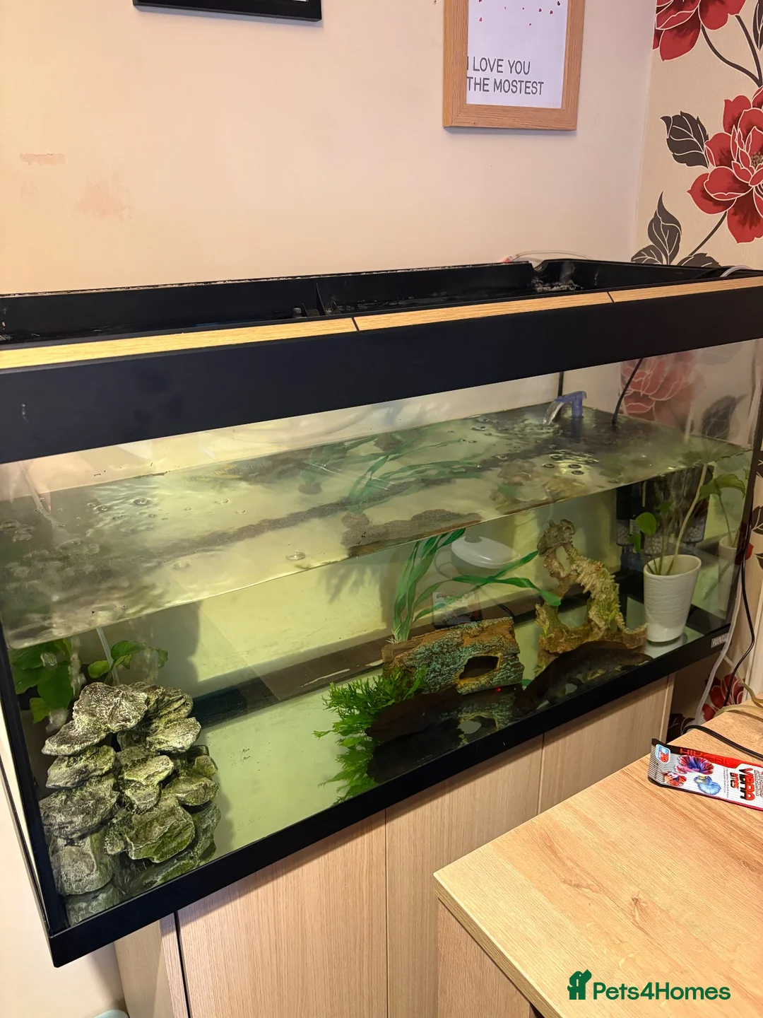 Axolotl reptiles for sale: Axolotl and 200l tank  in Chatteris - Advert 2
