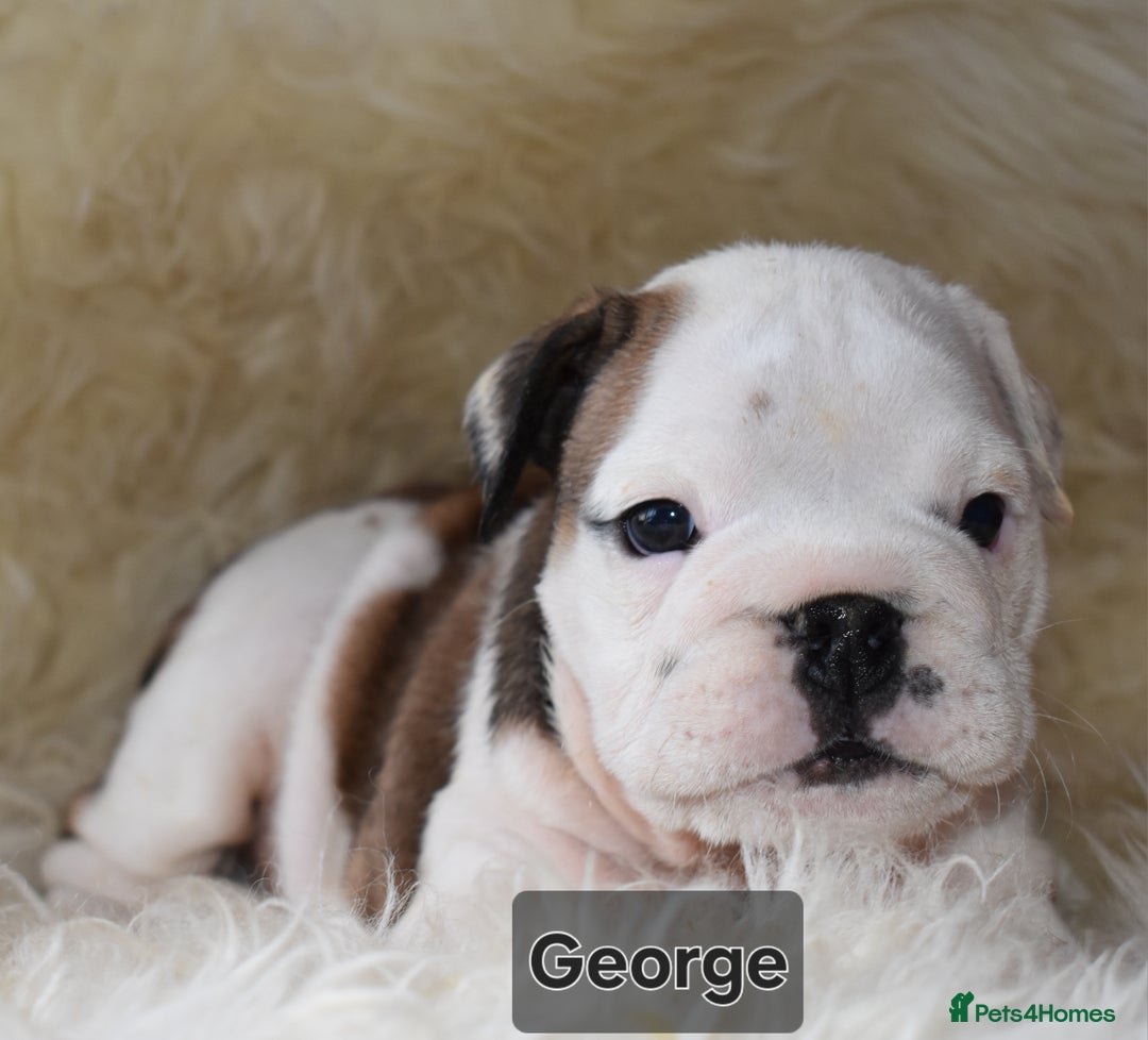 English Bulldog dogs for sale: Outstanding British Bulldogs NEIBULL Champ lines - Advert 5