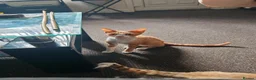 Devon Rex cats for sale: Tica Active  - Advert 2