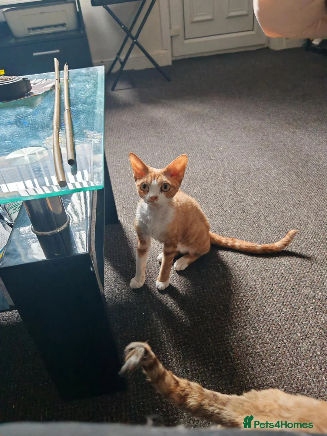 Devon Rex cats for sale: Tica Active  - Advert 2