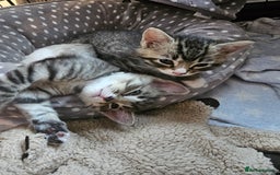 Ragcoon cats for sale: Ragdoll x kittens 😸 😍 ready 10/09/25 - Image 12