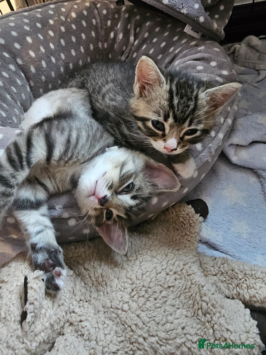 Ragcoon cats for sale: Ragdoll x kittens 😸 😍 ready 10/09/25 - Image 12
