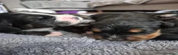 Golden Mountain Dog dogs for sale: Beautiful puppies looking for their forever homes - Advert 12