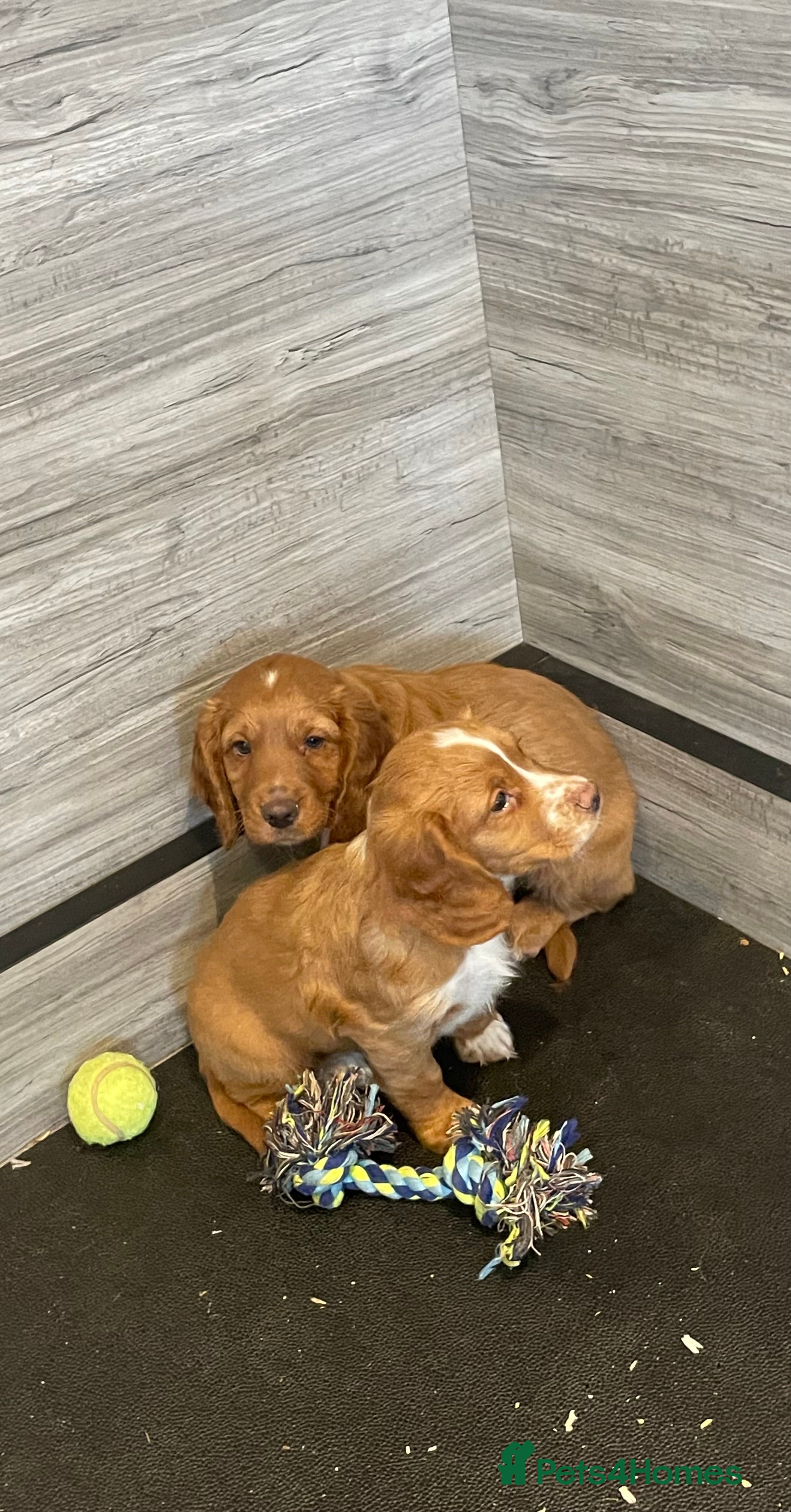 Cocker Spaniel dogs COCKER SPANIEL PUPS - Advert 5