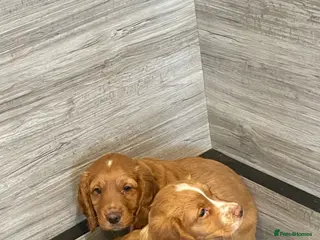 Cocker Spaniel dogs COCKER SPANIEL PUPS - Advert 5