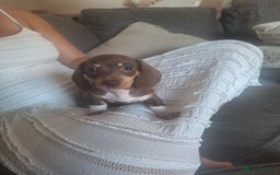 Dachshund dogs for sale: 5 dachshund puppies - Image 2