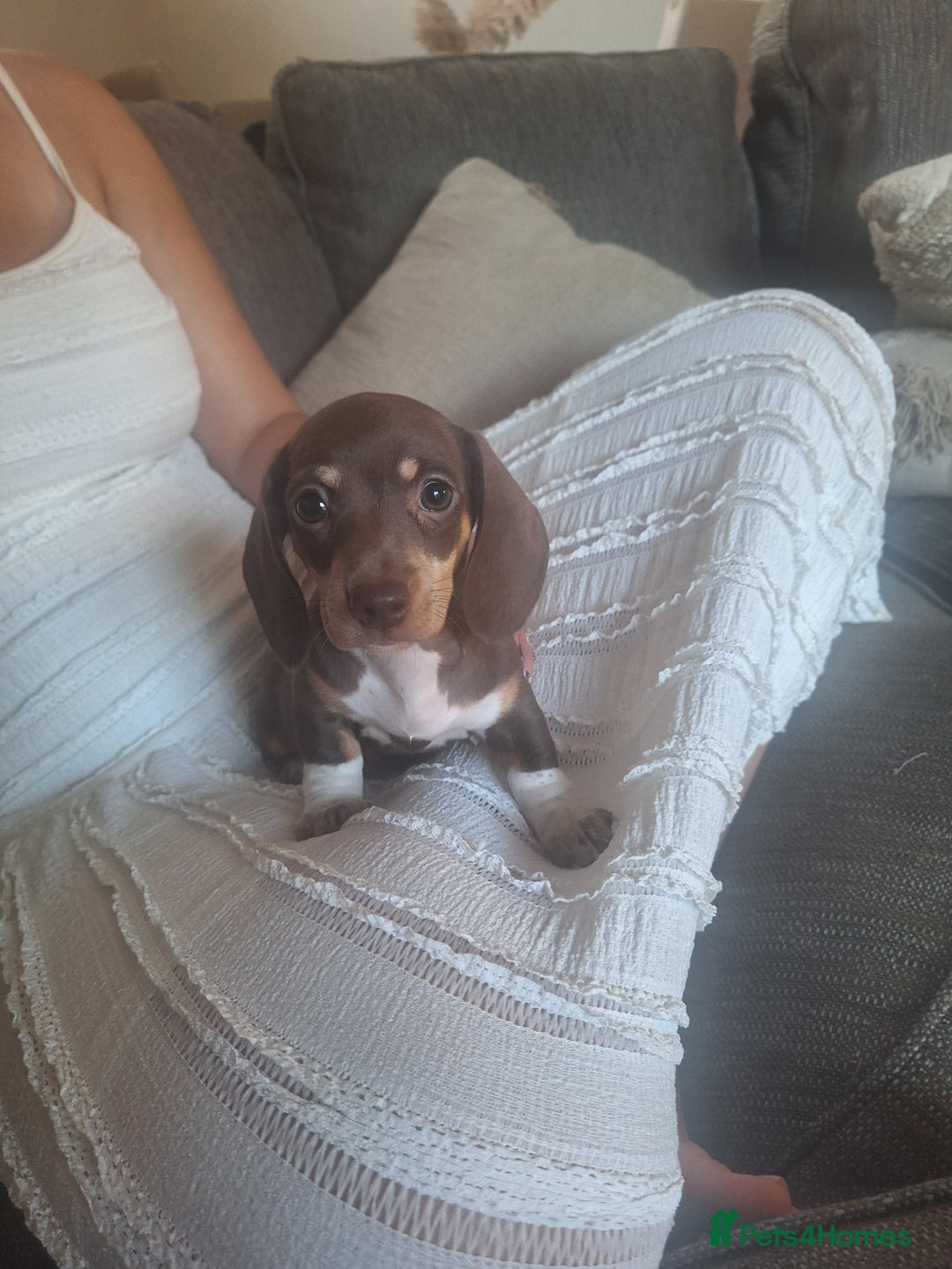 Dachshund dogs for sale: 5 dachshund puppies - Image 2