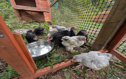 Chickens poultry for sale: chicks, quail chicks and pairs - Image 13