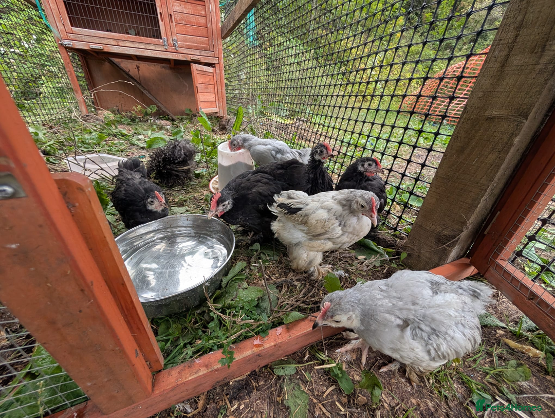 Chickens poultry for sale: chicks, quail chicks and pairs - Image 13
