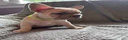 French Bulldog dogs for sale: French bulldogs  - Advert 2
