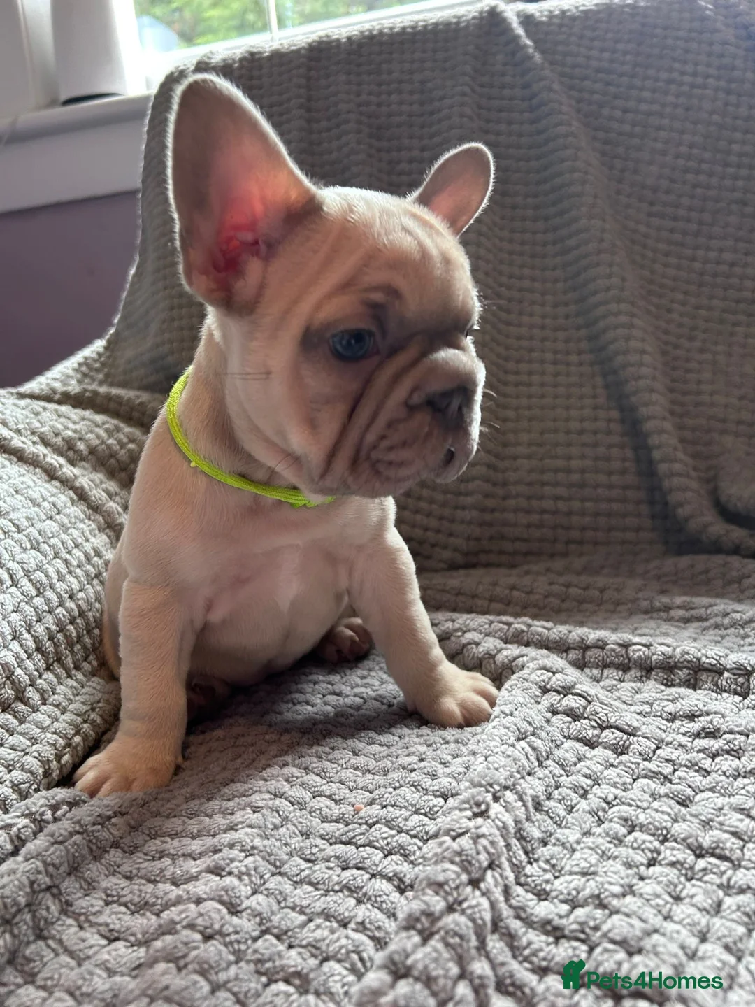 French Bulldog dogs for sale: French bulldogs  - Advert 2