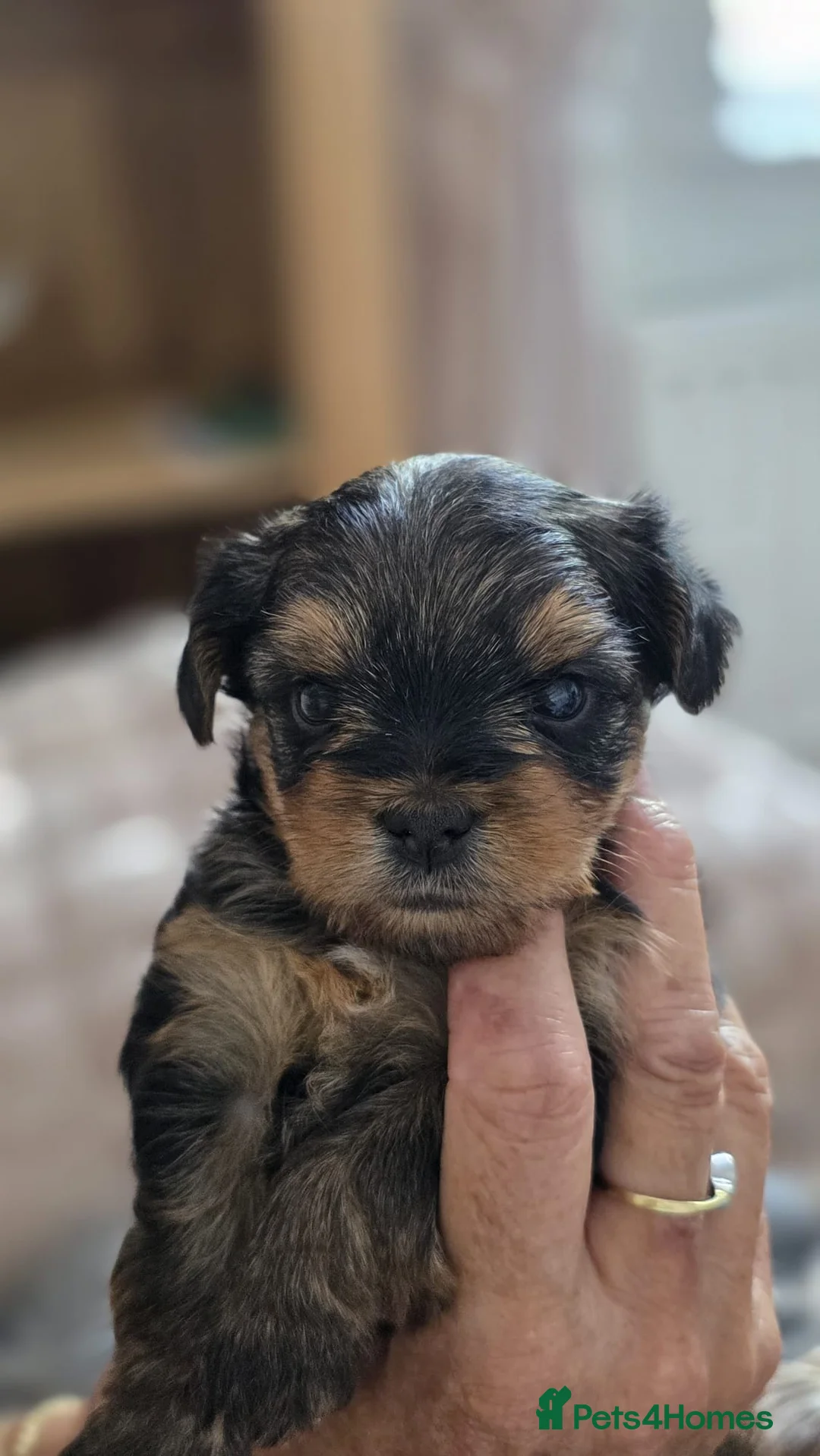 Yorkshire Terrier dogs for sale: Beautiful Yorkshire Terrier puppies 1boy 1girl  - Advert 1