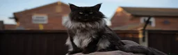 Maine Coon cats for sale: XL Pedigree Maine coon kittens - Advert 3