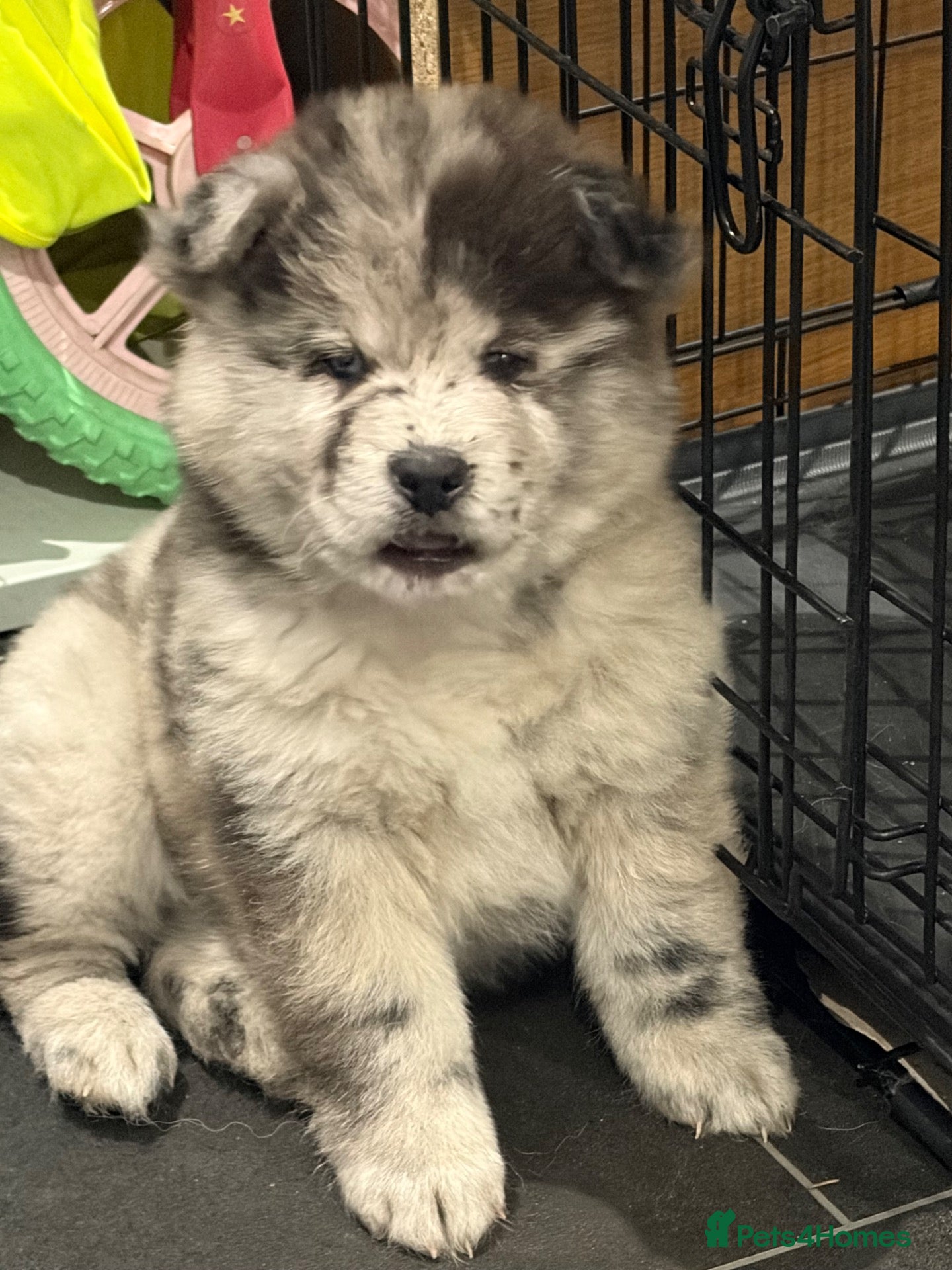 Chow Chow dogs for sale: 2 female chow chows ready to leave  - Advert 9