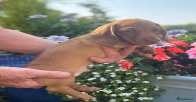 Miniature Dachshund dogs - Advert 4