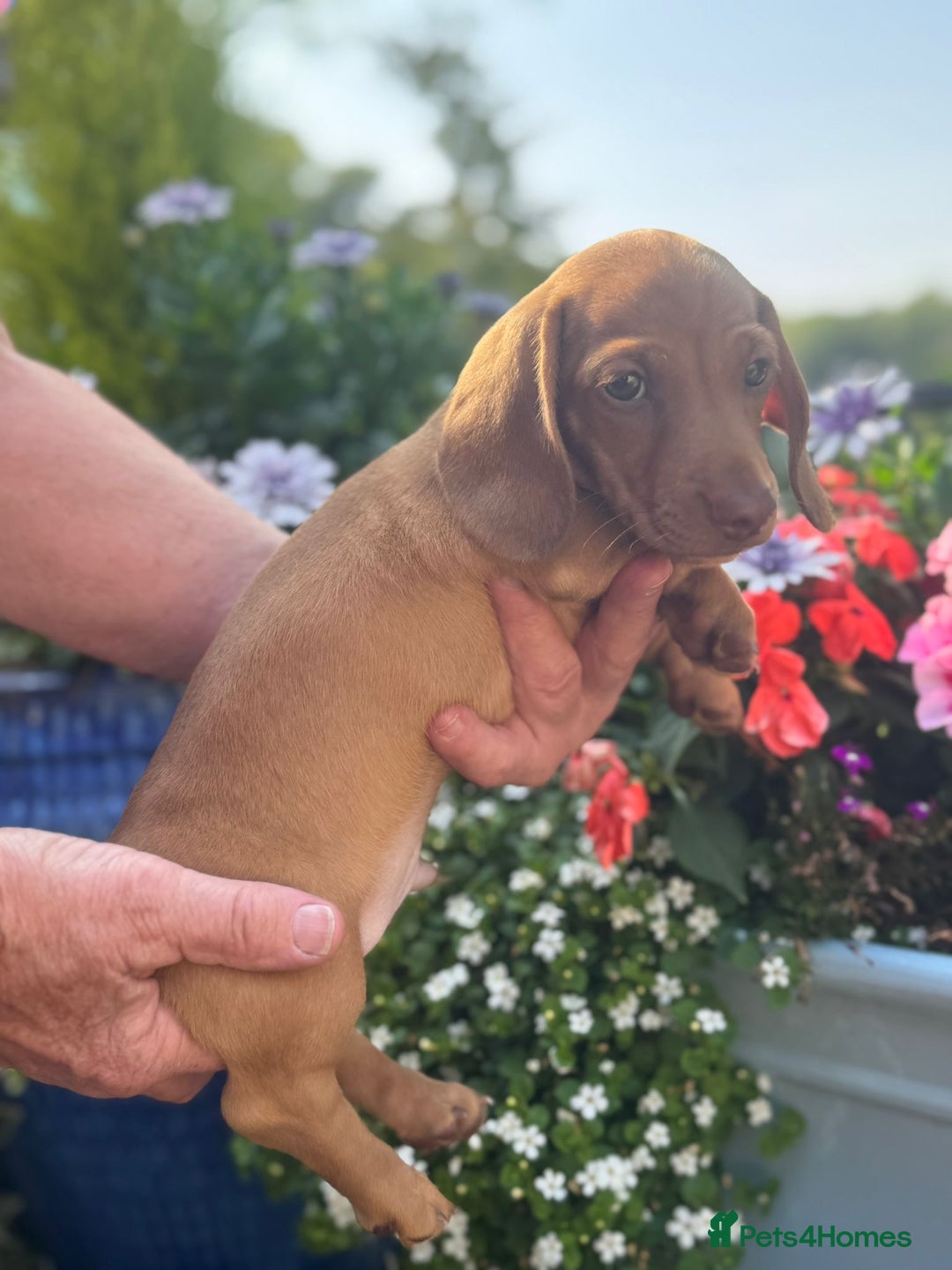 Miniature Dachshund dogs for sale: Stunning pure red male dachshund puppy - Image 3