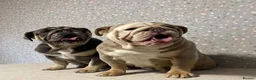 English Bulldog dogs for sale: Adult females to rehome - Advert 3