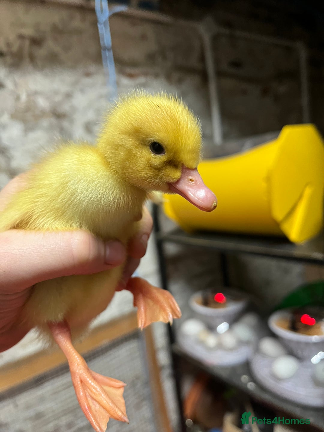 Ducks poultry for sale: Day old peaken ducks  - Image 2