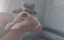 Jack Russell dogs for sale: Jack Russell  puppies for sale  - Image 4