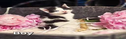 Mixed Breed cats for sale: 5 Beautiful Kittens Looking for Forever Homes - Advert 11