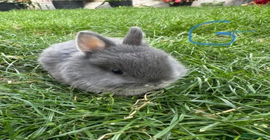 Netherland Dwarf rabbits - Advert 12