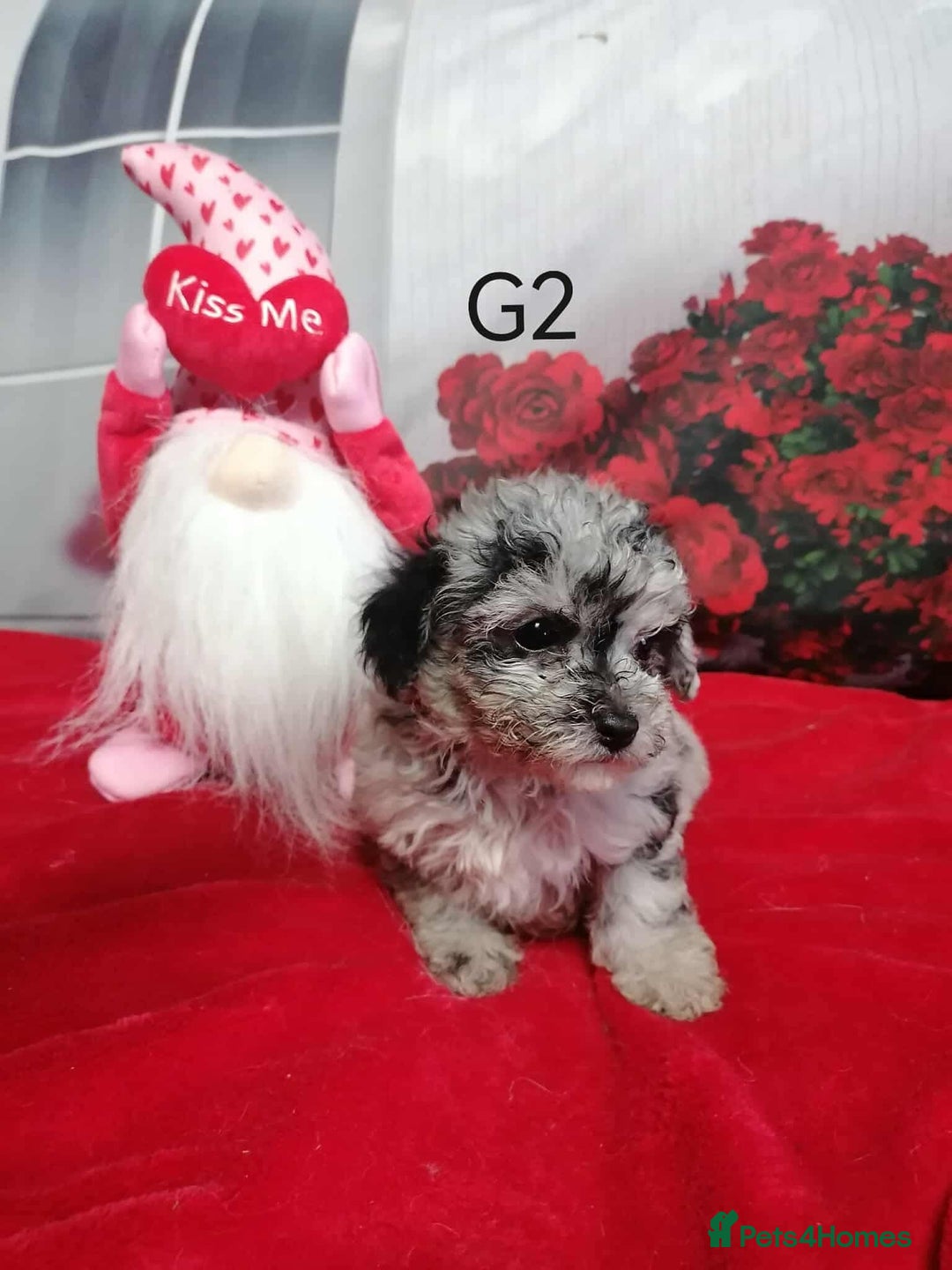 Maltipoo dogs for sale:  Rare Merle toy Maltipoos  - Image 10