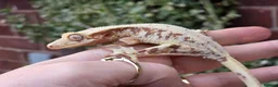 Gecko reptiles for sale: Various crested geckos  - Advert 26