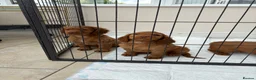 Cocker Spaniel dogs for sale: Working cocker spaniels  - Advert 6