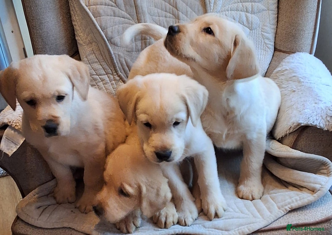 Goldador dogs for sale: Goldador puppies  - Advert 8