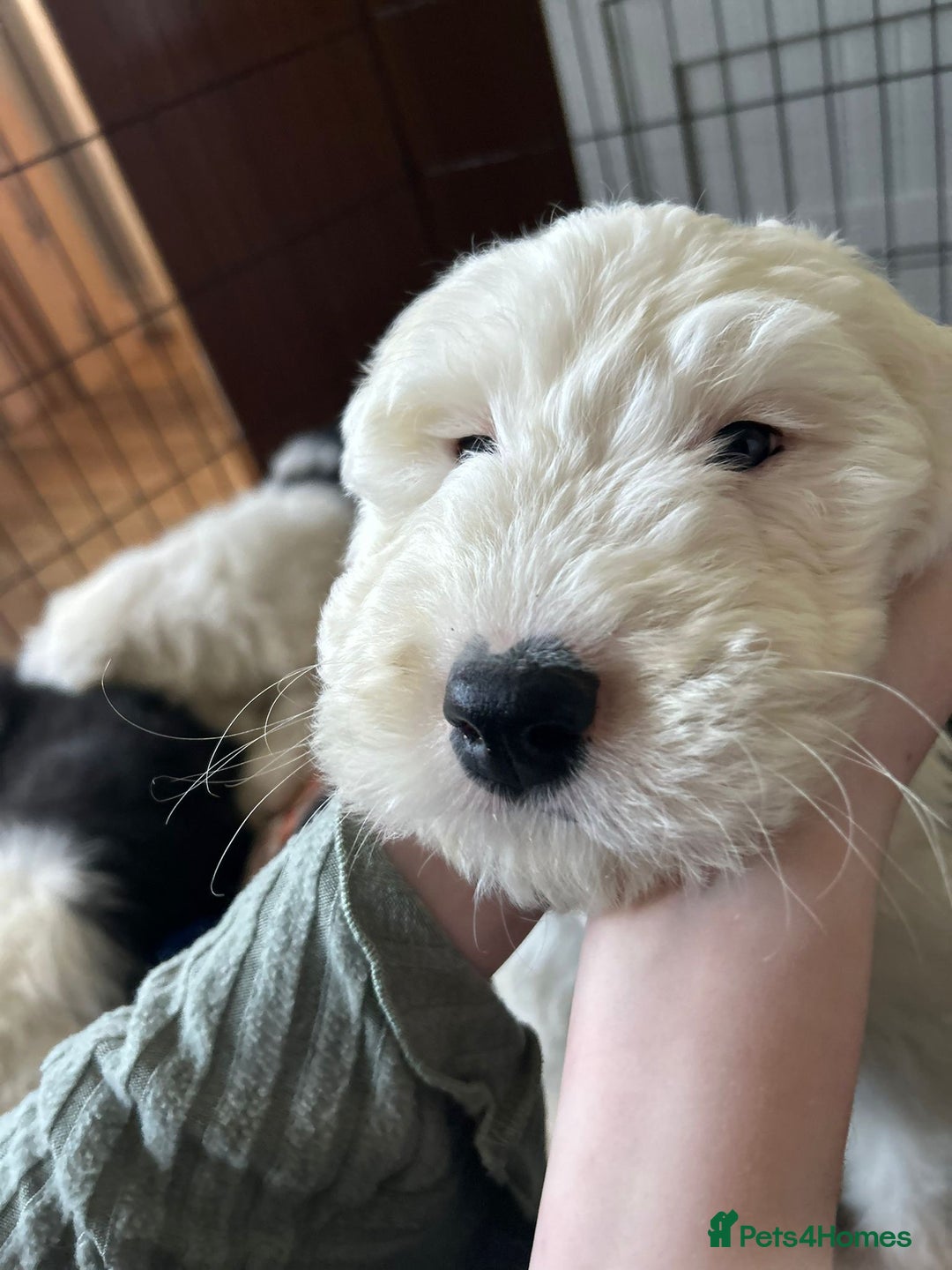 Old English Sheepdog dogs for sale: Kc Registered Old English Sheepdogs  - Advert 4
