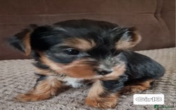 Yorkshire Terrier dogs for sale: Miss Asya puppies - Image 3