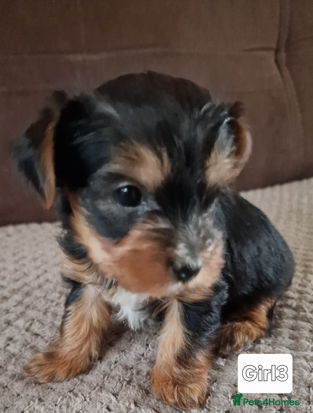 Yorkshire Terrier dogs for sale: Miss Asya puppies - Image 3