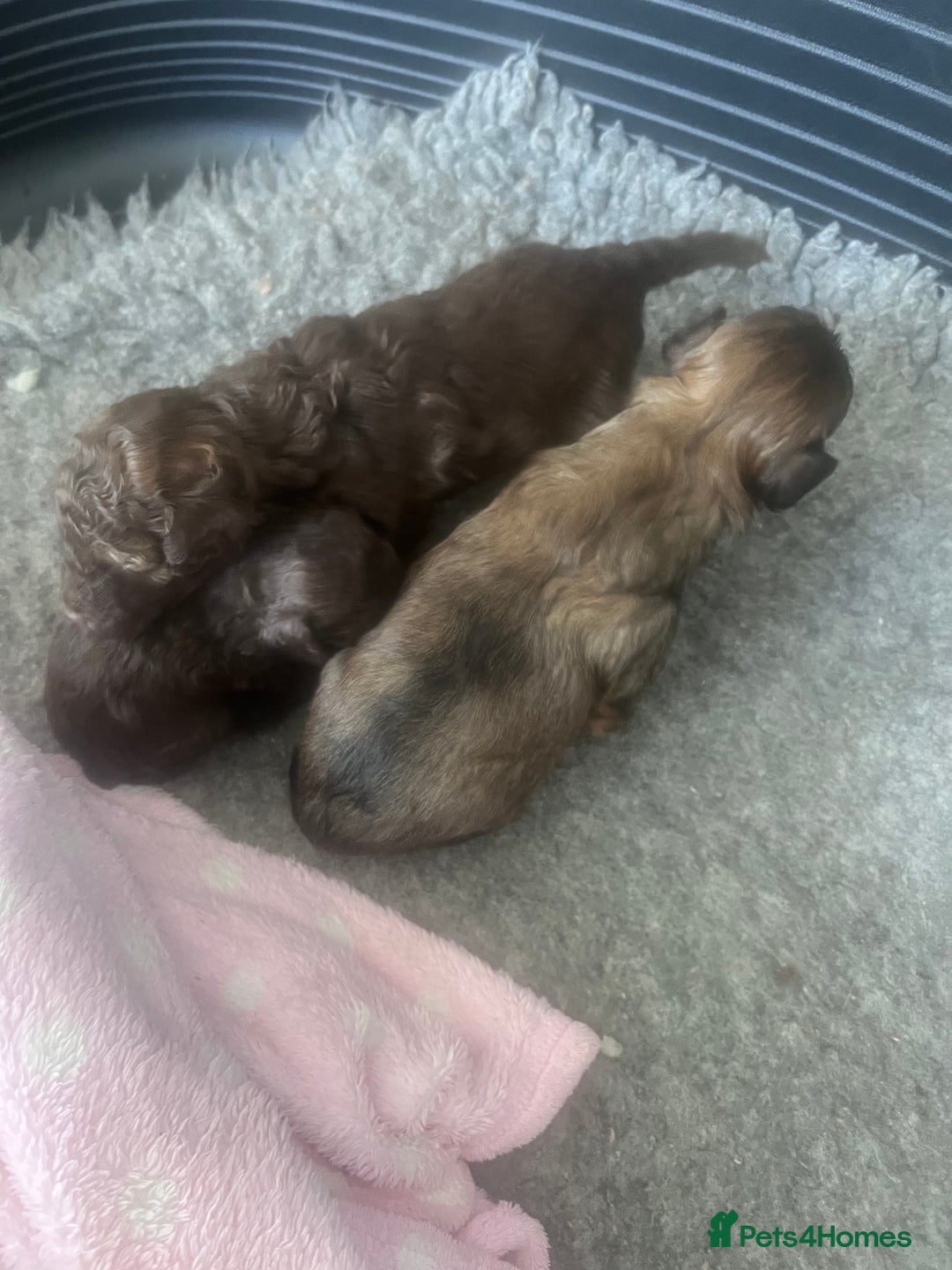 Shihpoo dogs for sale: Imperial toy Shihpoos  - Image 17