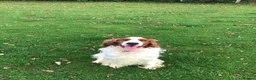 Welsh Springer Spaniel dogs for sale: FEMALE WELSH SPRINGER SPANIEL  - Advert 3